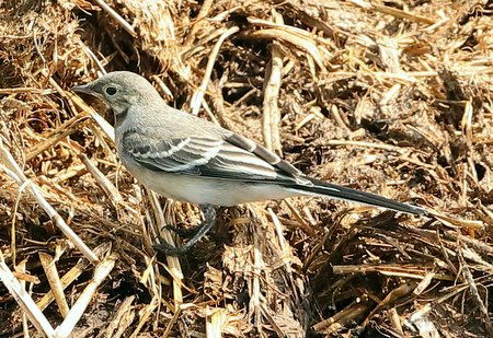 Pied Wagtail 2019 05 23 Lydeway2