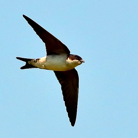 House Martin 2020 06 26 Gore Cross14