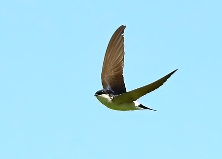 1 House Martin 2022 05 08 Gore Cross3a