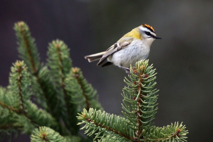 Firecrest