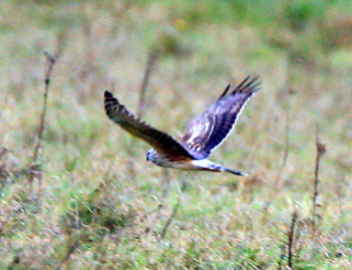 Hen_Harrier_2014-10-22_New_Zealand_Farm14