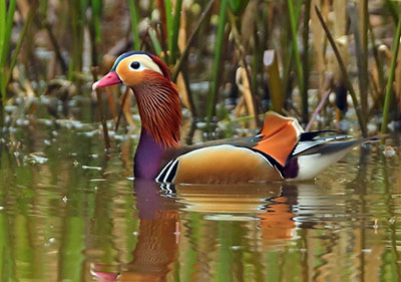 Mandarin_2017-03-27_Savernake_Forest50aaa