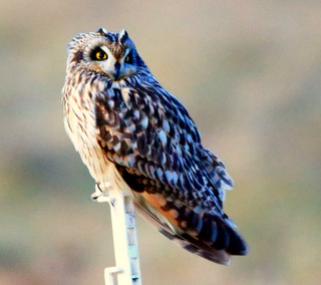 Short-eared_Owl_2015-01-24_Badens_Clump11