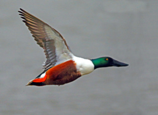 Shoveler_2015-03-16_Langford_Lakes11