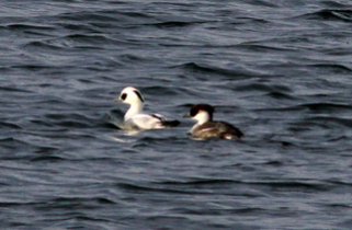 Smew_CWP30_-_Jon_Mercer_10-01-2014